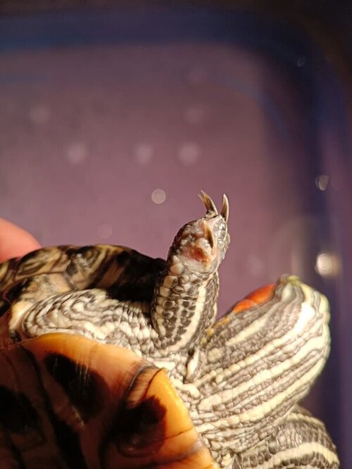 WhatsApp Image 2022-03-31 at 20.56.52 (8).jpeg