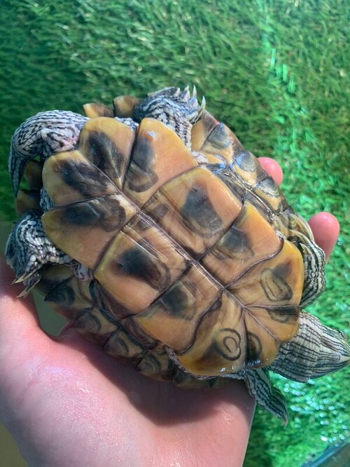 WhatsApp Image 2022-03-13 at 12.31.16.jpeg