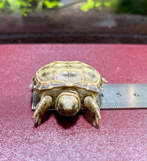 WhatsApp Image 2022-03-28 at 13.13.56.jpeg