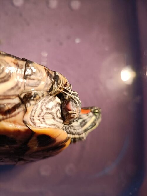 WhatsApp Image 2022-03-31 at 20.56.52 (5).jpeg