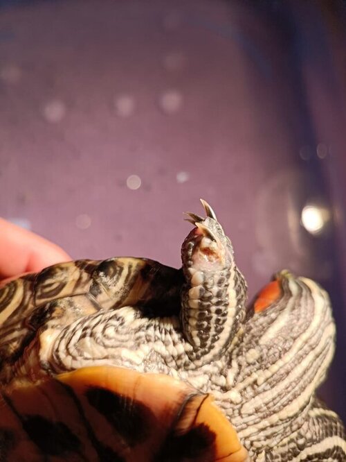 WhatsApp Image 2022-03-31 at 20.56.52 (6).jpeg