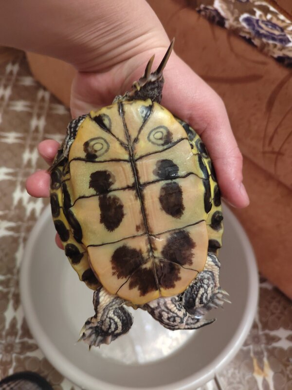 Красноухая черепаха не реагирует на прикосновения. - 05 апреля - Форум Зоовет