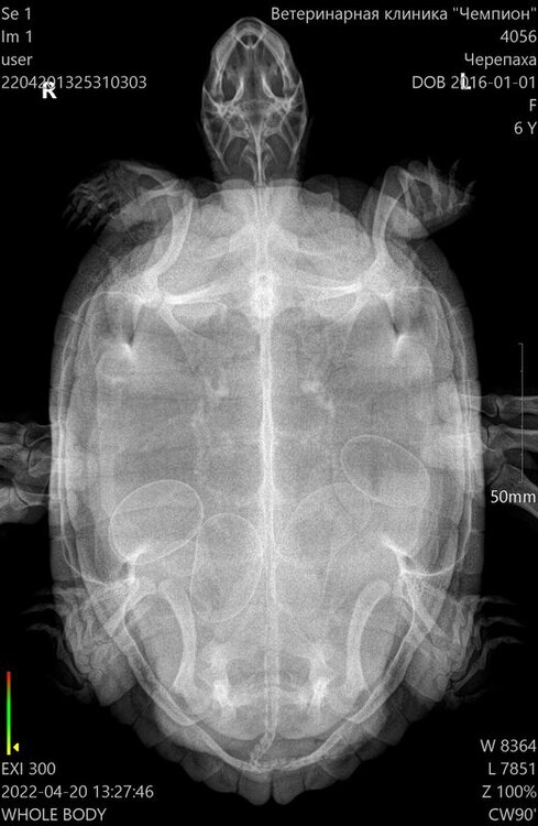 4056__Черепаха_04-20-2022 13_27_46_1-1.jpg