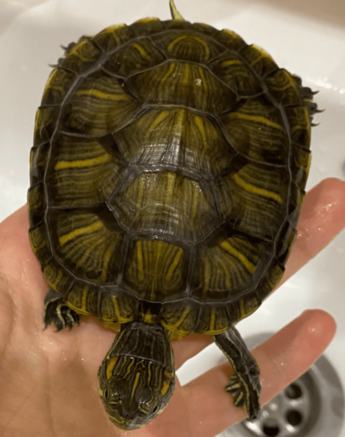 Изображение PNG 25.png