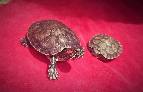 тиша и громка.jpg