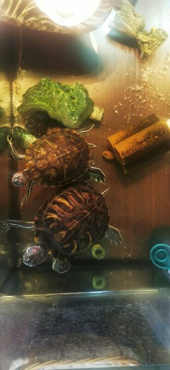 WhatsApp Image 2022-05-06 at 19.49.03 (1).jpeg