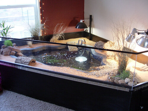 indoor pond turtle habitat.jpg