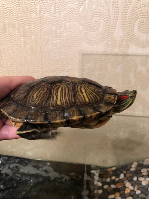 photo1656450360 (4).jpeg