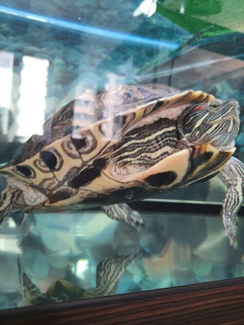 в аквариуме.jpg