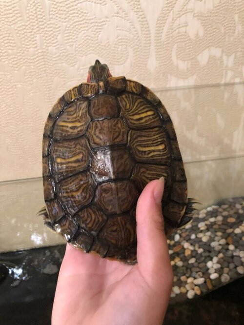 photo1656450360 (2).jpeg