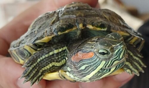 IMG_20220714_190203 (1).jpg