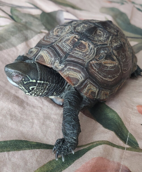 2022.07.10_12545 око.jpg