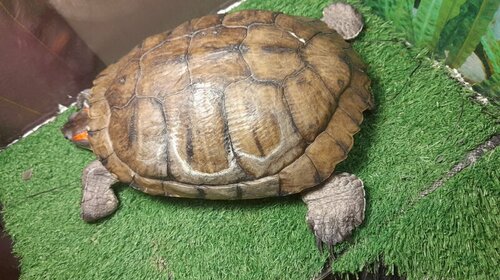 WhatsApp Image 2022-08-08 at 10.51.09.jpeg