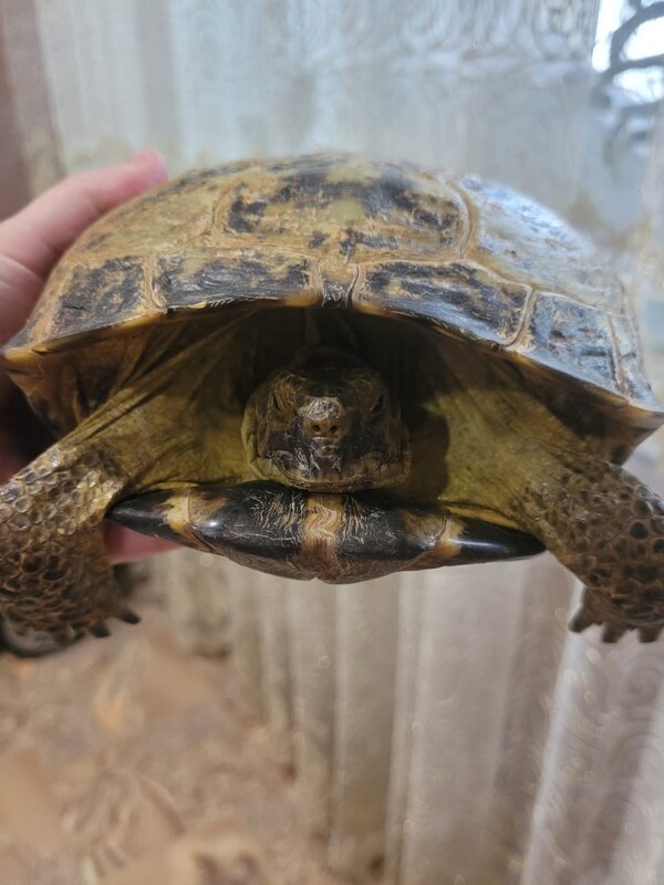 Болезни сухопутных черепах | Блог ветклиники 
