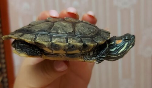 сбоку в руке.jpg