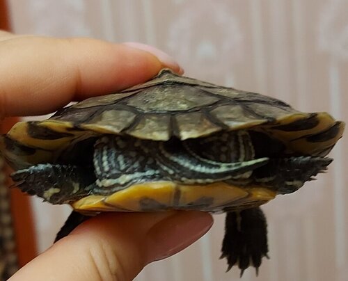 сзади в руке (2).jpg