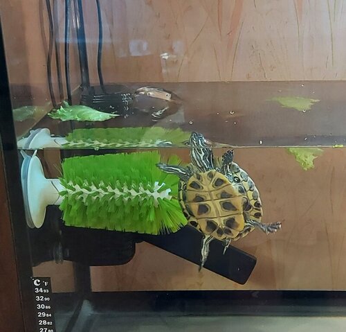 в аквасе с чесалкой.jpg