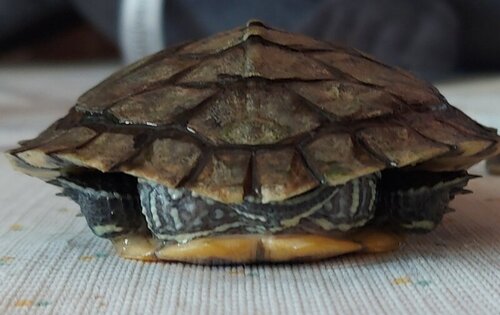 сзади на поверхности.jpg