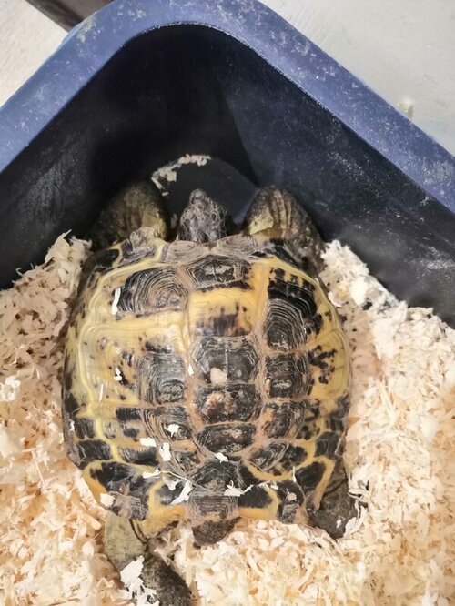 Купание сухопутной черепахи. Калифорнийская красноухая черепаха. Лапы сухопутной черепахи. Взять черепаху. Красноухая черепаха сухопутная.