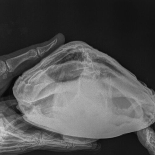 Мелкие животные_Рептилии-Грудная клетка VD-08.10.2022-16_32_04-330.JPEG