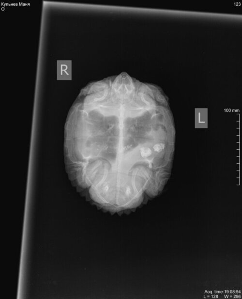 Кульнев Маня_DX_20221025_190854_1.jpg