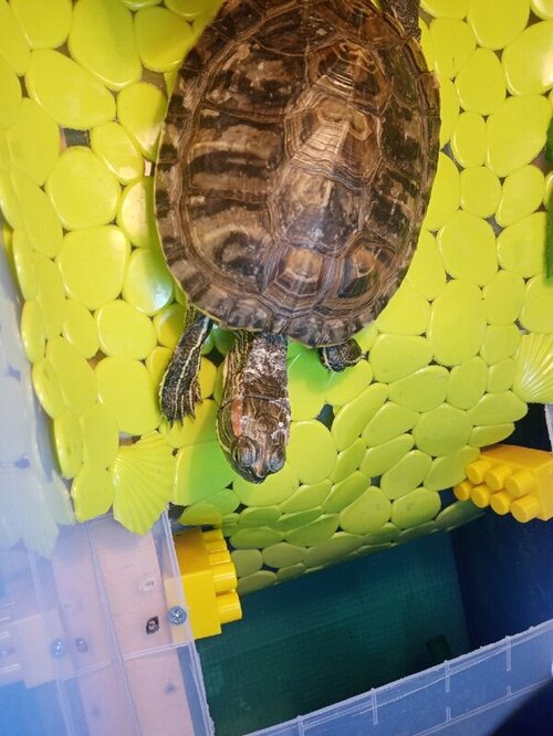 Черепахп7.jpg