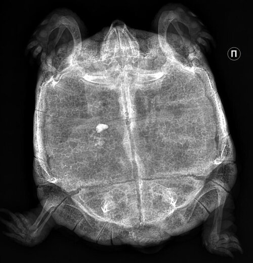 рентген Малышка.jpg