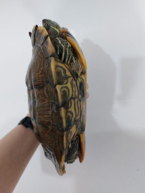 Вид сбоку.jpg