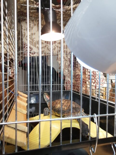 Зайка в клетке.jpg