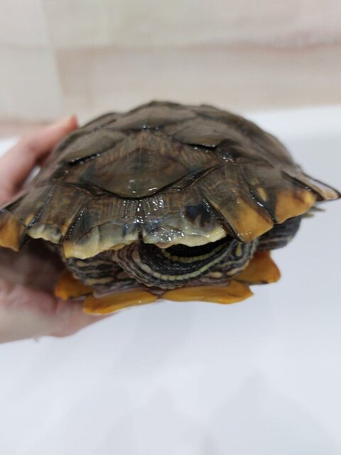 Вид сзади.jpg