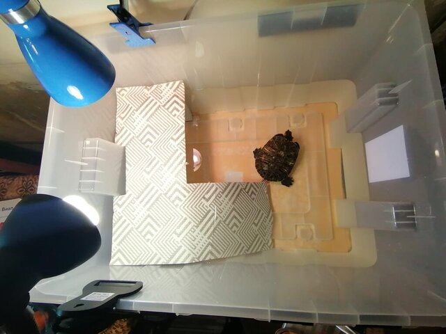 Зайка в боксе.jpeg