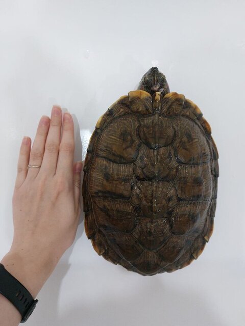 Вид сверху относительно руки.jpg