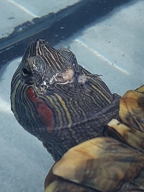 Рана вид в воде.jpg