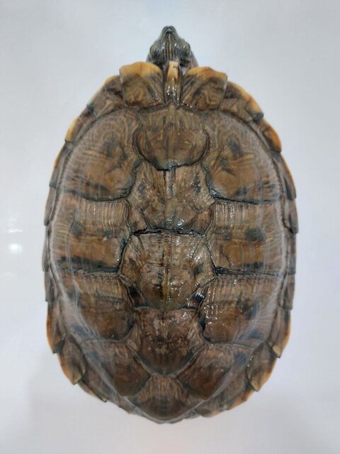 Вид сверху.jpg