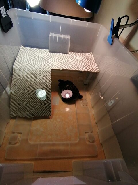 Бокс для Зайки-2.jpeg