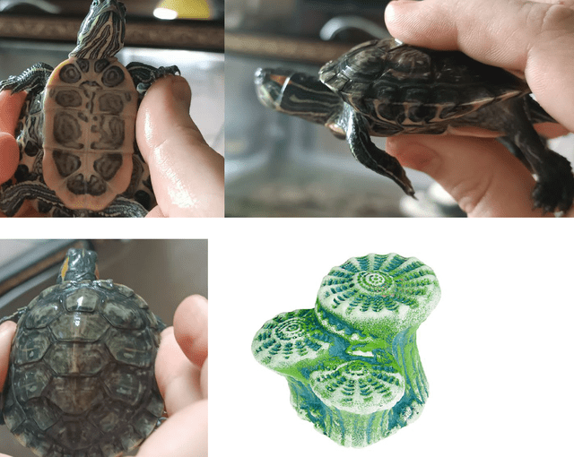 черепаха кобыла.png