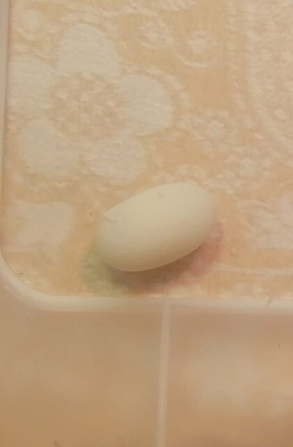 Зайка - яйцо 1- 18 06 2023.jpeg