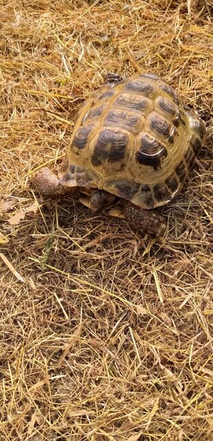 черепаха12.jpg