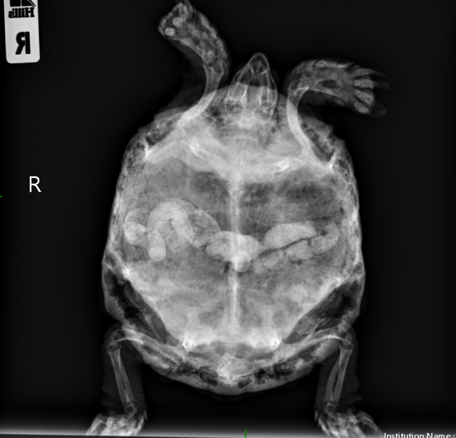 Швецова ч Петровна1.PNG