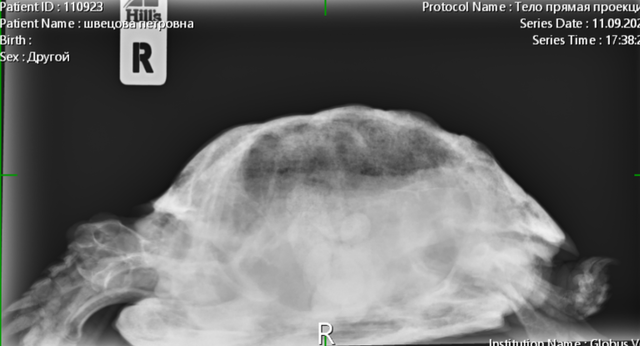 Швецова ч Петровна4.PNG