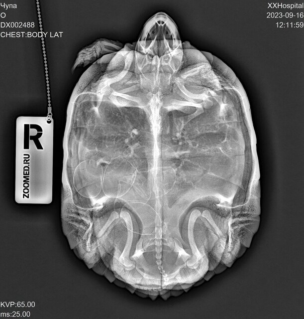 DX002488_3.jpg_ чупа.jpg