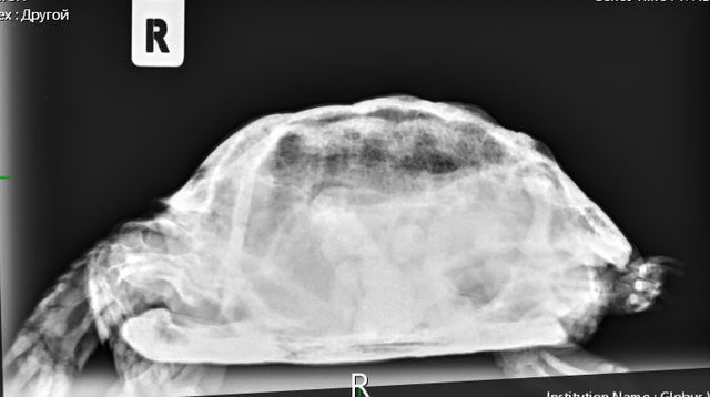 Швецова ч Петровна3.PNG