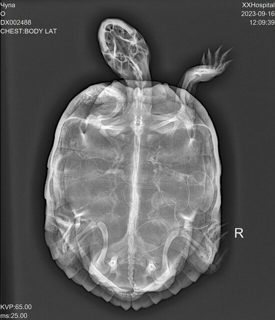 DX002488_1.jpg_ чупа.jpg