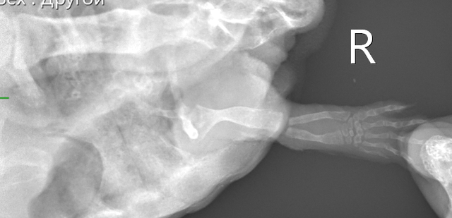 Швецова ч Петровна8.PNG