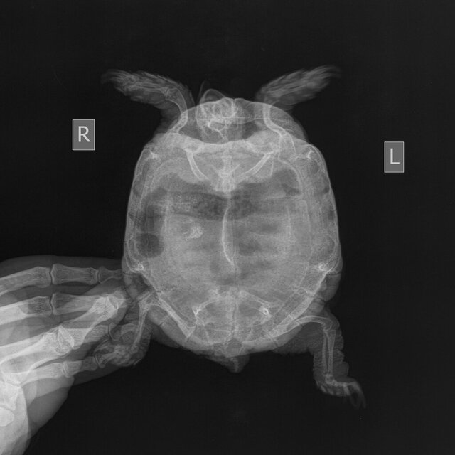 Скелет Мелкий  _ 10 kg-Грудной-поясн. отд. LAT-15..JPEG