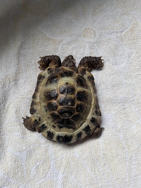 B4D00234-137A-4BDF-8CD1-50B349D67857 (wecompress.com).jpeg