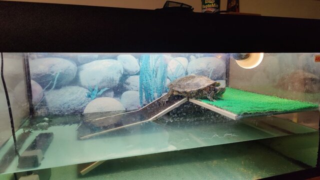 Клава Аквариум.jpg