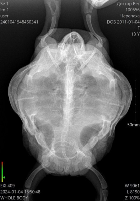 100556__Черепаха_01-04-2024 15_50_48_1-1.jpg