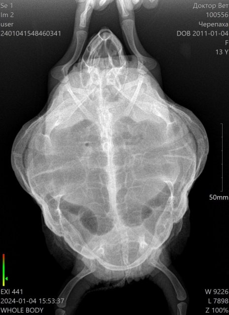 100556__Черепаха_01-04-2024 15_53_37_1-2.jpg