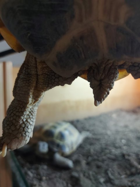 Хвостик Тамары.jpg